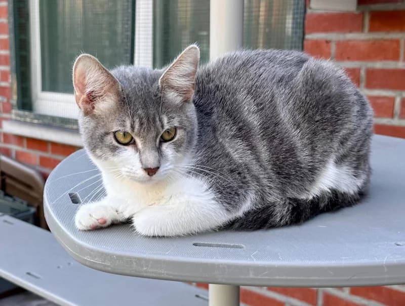 Animal 600.042, male puppy European Shorthair for adoption at SRPA Liege, Srpa Liege