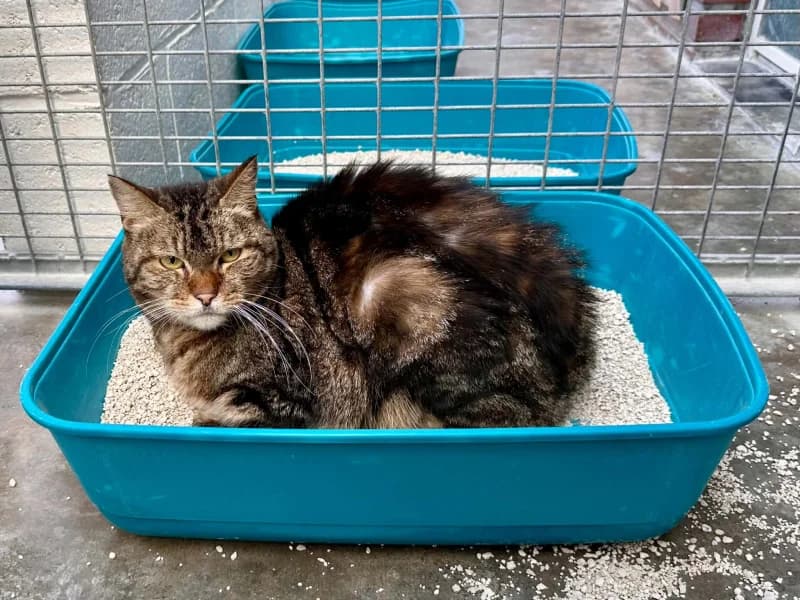 Poppy, male senior European Shorthair for adoption at SRPA Liege, Srpa Liege