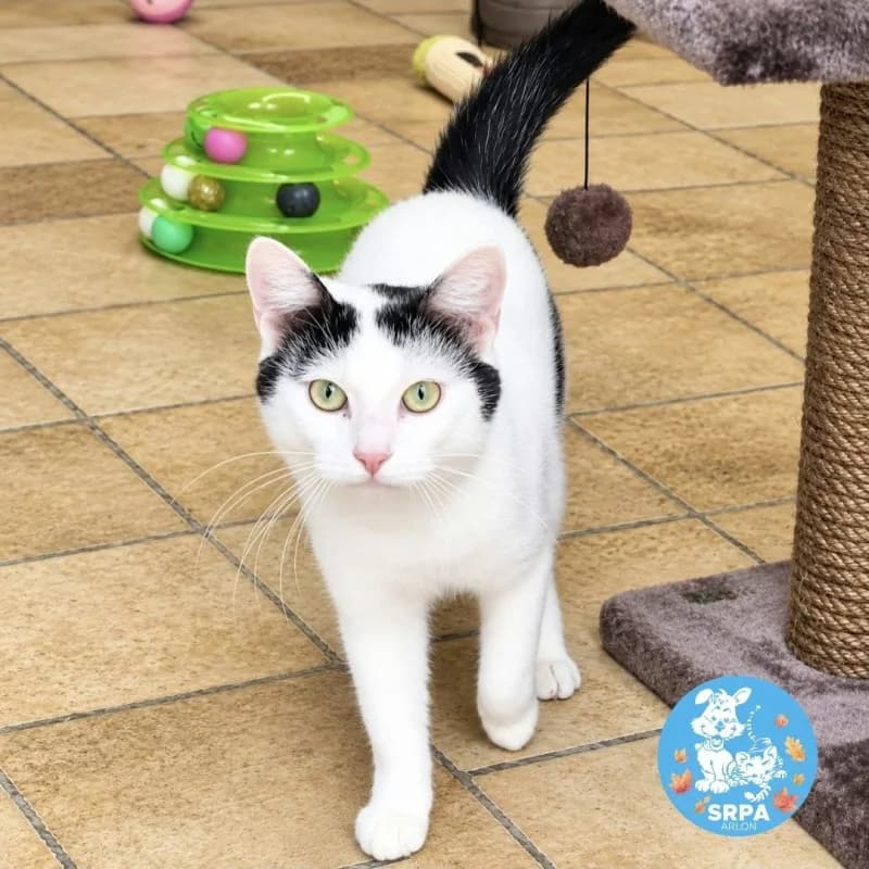 Simba, male young European Shorthair for adoption at SRPA Arlon
