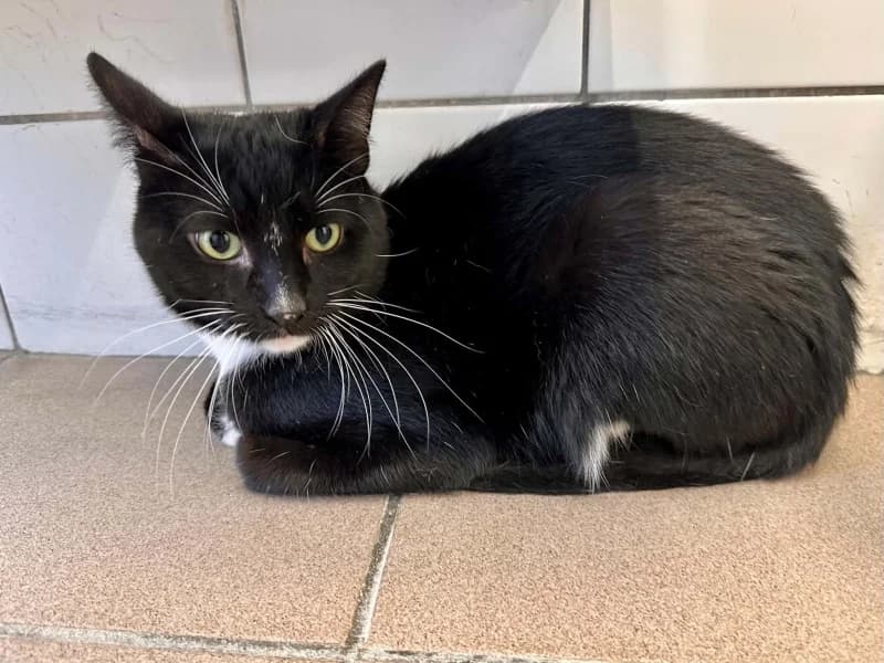 Marcus, male 4yo European Shorthair for adoption at SRPA Liege, Srpa Liege