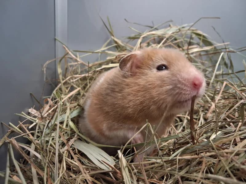 Bouchon, female young mixed breed for adoption at SRPA Liege, Srpa Liege