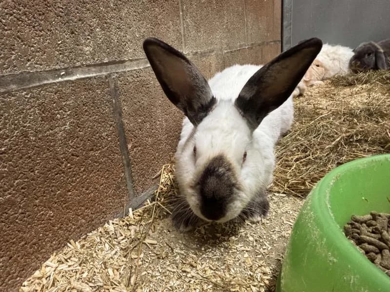 Dusty, male mixed breed for adoption at SRPA Liege, Srpa Liege