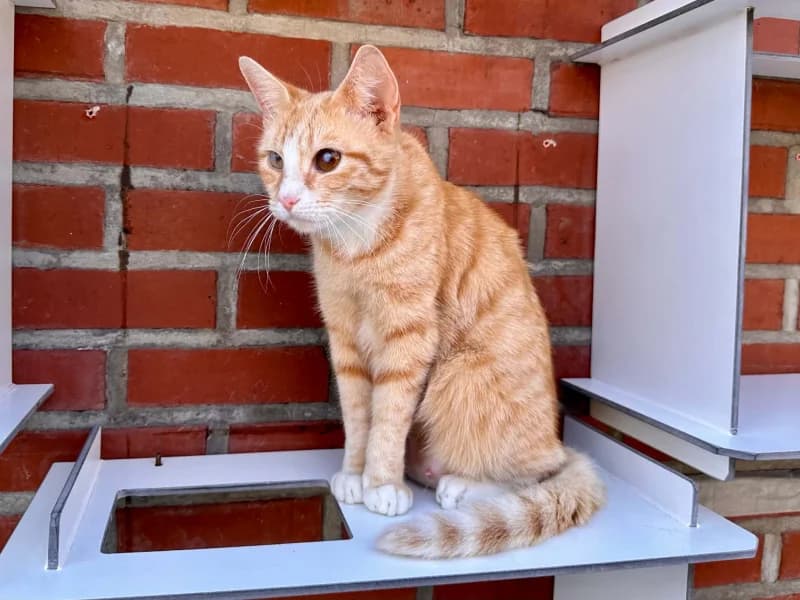 Joa, female puppy European Shorthair for adoption at SRPA Liege, Srpa Liege