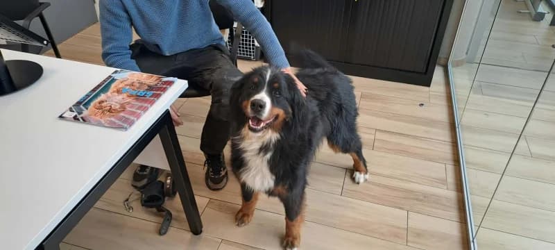 Romy, female 6yo Bernese Mountain Dog for adoption at SRPA Liege, Srpa Liege