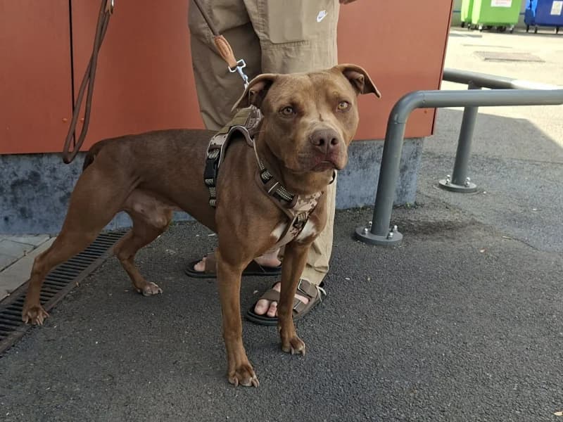 Freddy, male 3yo American Staffordshire Terrier for adoption at SRPA Liege, Srpa Liege