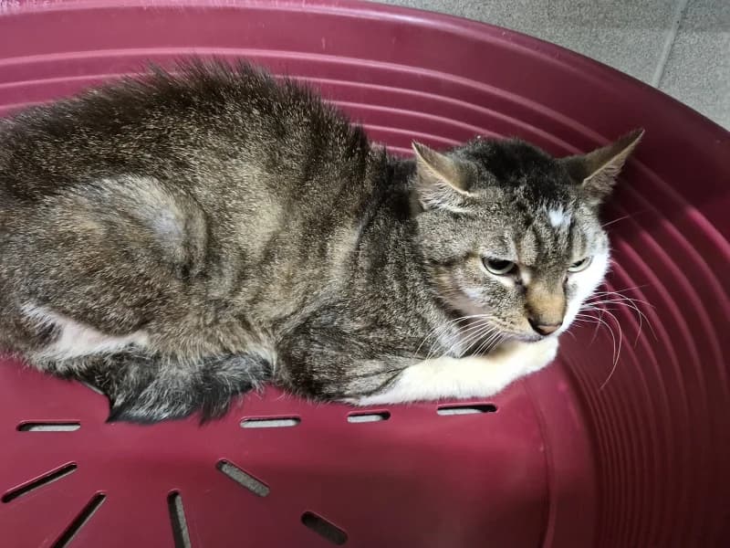 Animal 119.096, male senior European Shorthair for adoption at SRPA Vinalmont