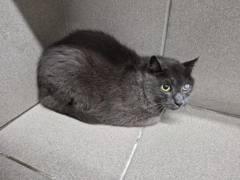Animal 190.006, male senior European Shorthair for adoption at SRPA Vinalmont