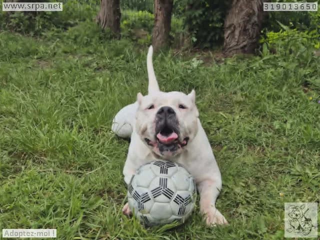 Luna, female 7yo mixed breed for adoption at SRPA Vinalmont
