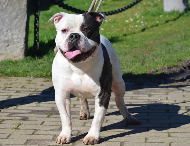 Nougat, male young American Bully for adoption at SRPA Vinalmont
