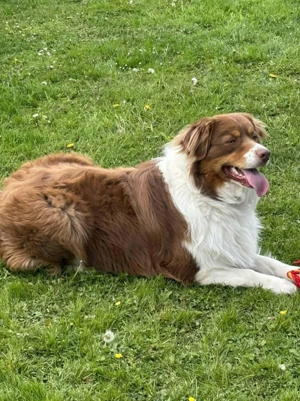 Simba, male Australian Shepherd for adoption at SRPA Vinalmont