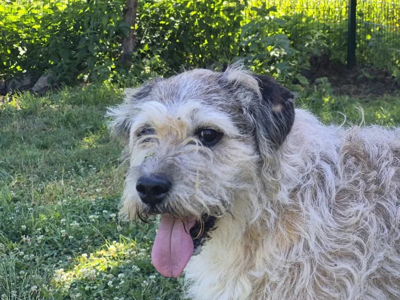 Balto, male senior Mixed Breed for adoption at SRPA Vinalmont