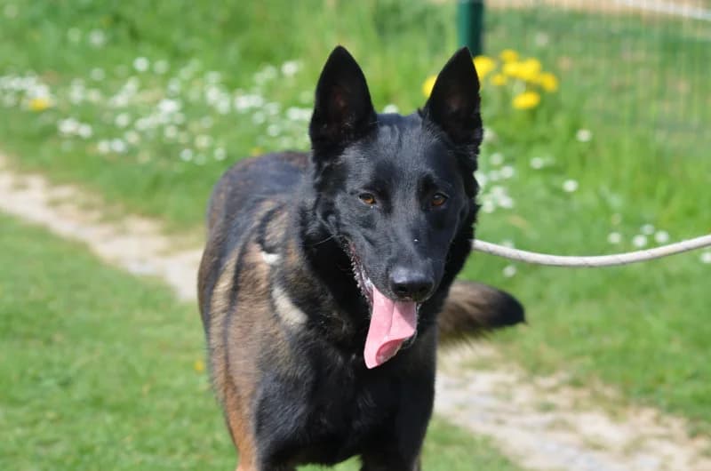 Darko, male young Belgian Malinois for adoption at SRPA Vinalmont