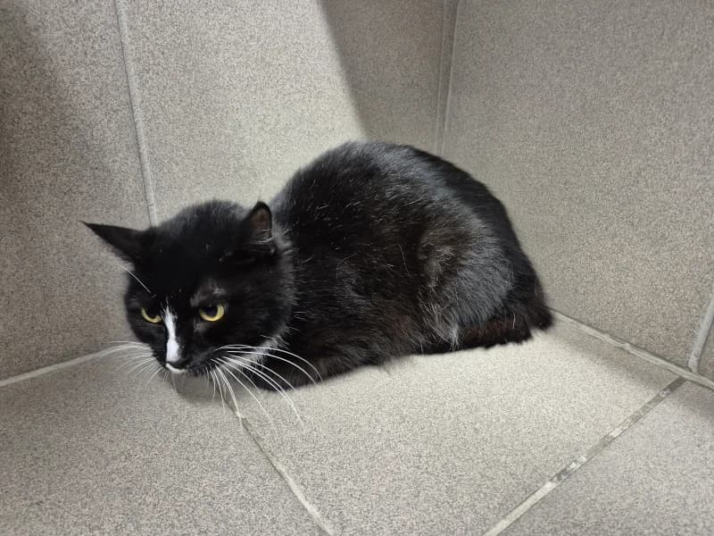 Animal 600.039, female senior European Shorthair for adoption at SRPA Vinalmont