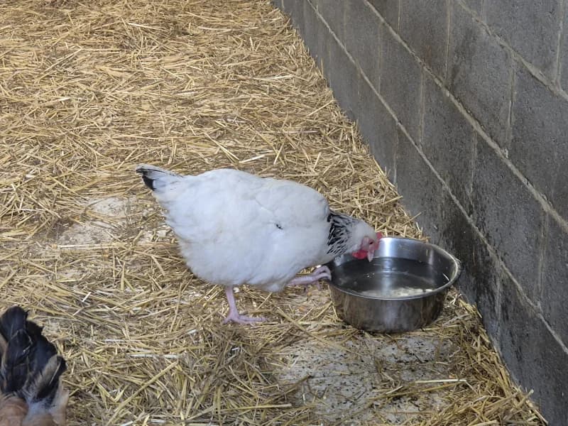 Animal 600.040, female mixed breed for adoption at SRPA Vinalmont