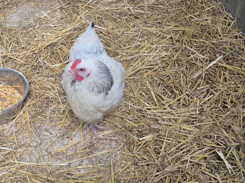 Animal 600.040,  (SRPA Vinalmont)