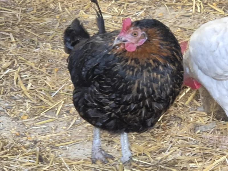 Animal 600.040, female mixed breed for adoption at SRPA Vinalmont