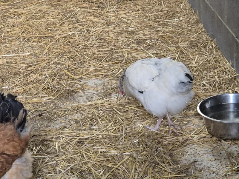 Animal 600.040, female mixed breed for adoption at SRPA Vinalmont