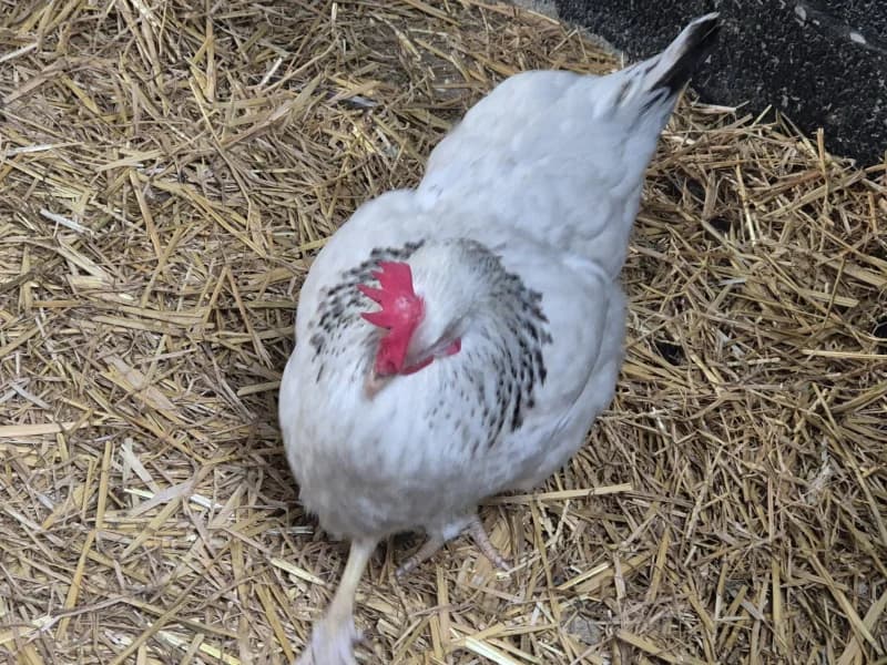 Animal 600.040, female mixed breed for adoption at SRPA Vinalmont