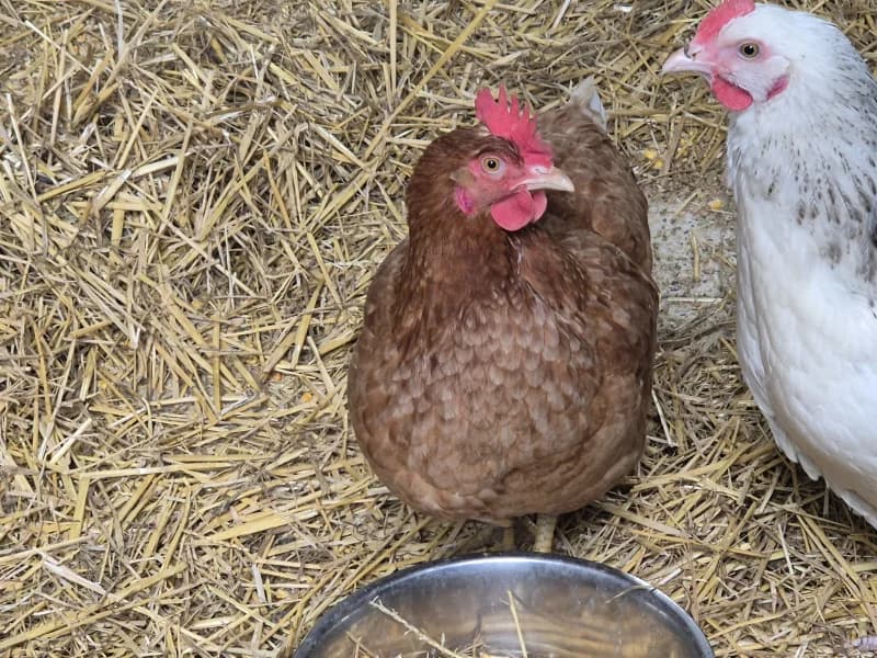 Animal 600.040, female mixed breed for adoption at SRPA Vinalmont