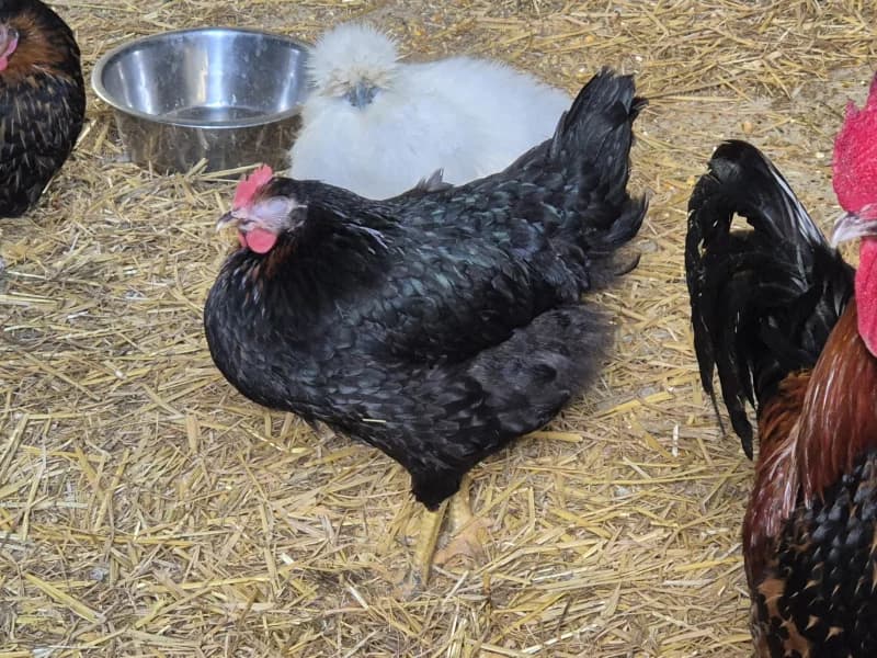 Animal 600.040, female mixed breed for adoption at SRPA Vinalmont