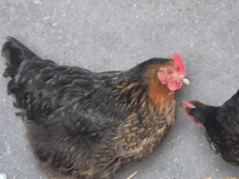 Animal 600.040, female mixed breed for adoption at SRPA Vinalmont