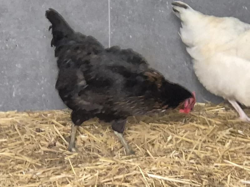 Animal 600.040, female mixed breed for adoption at SRPA Vinalmont