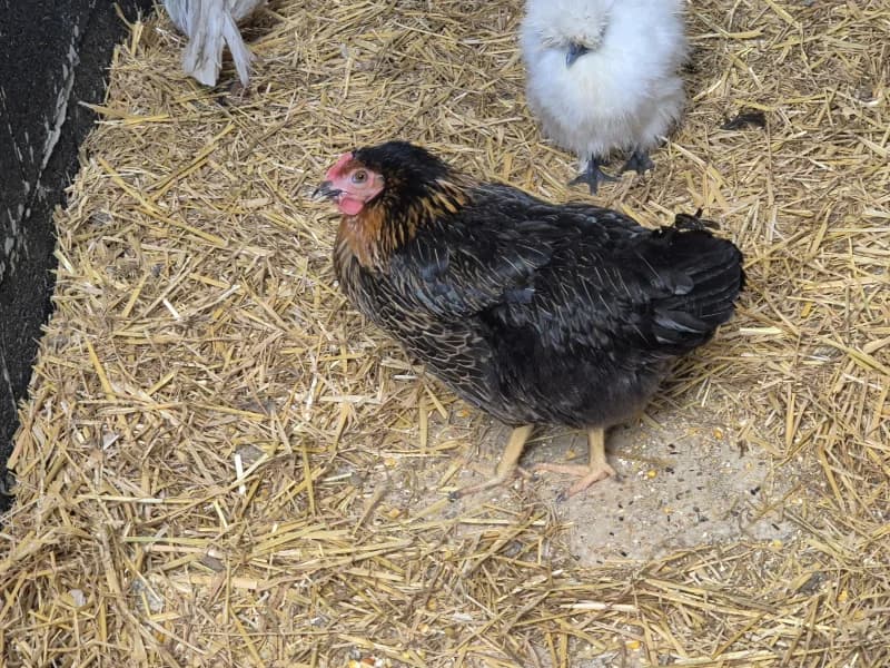 Animal 600.040, female mixed breed for adoption at SRPA Vinalmont