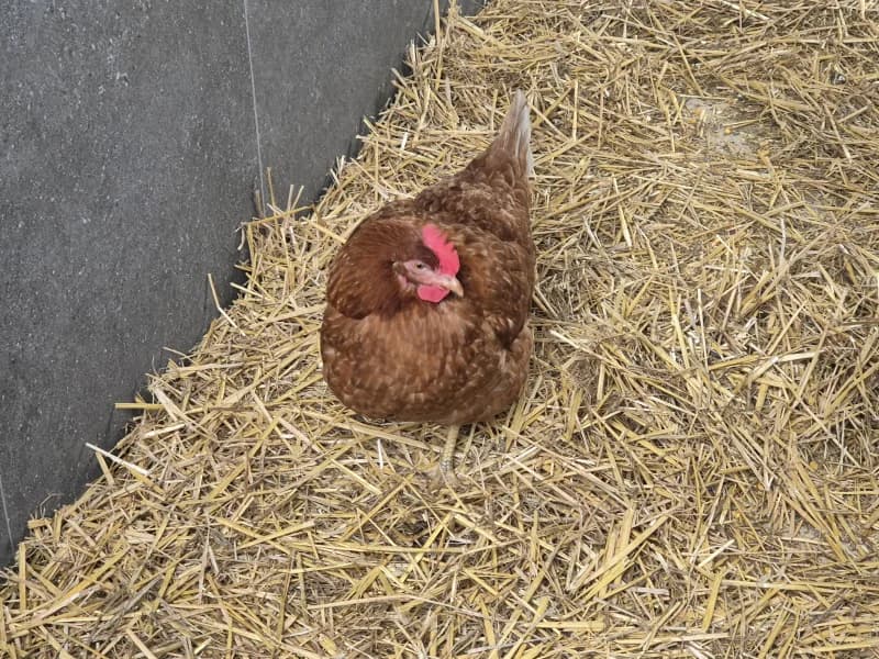 Animal 600.040, female mixed breed for adoption at SRPA Vinalmont