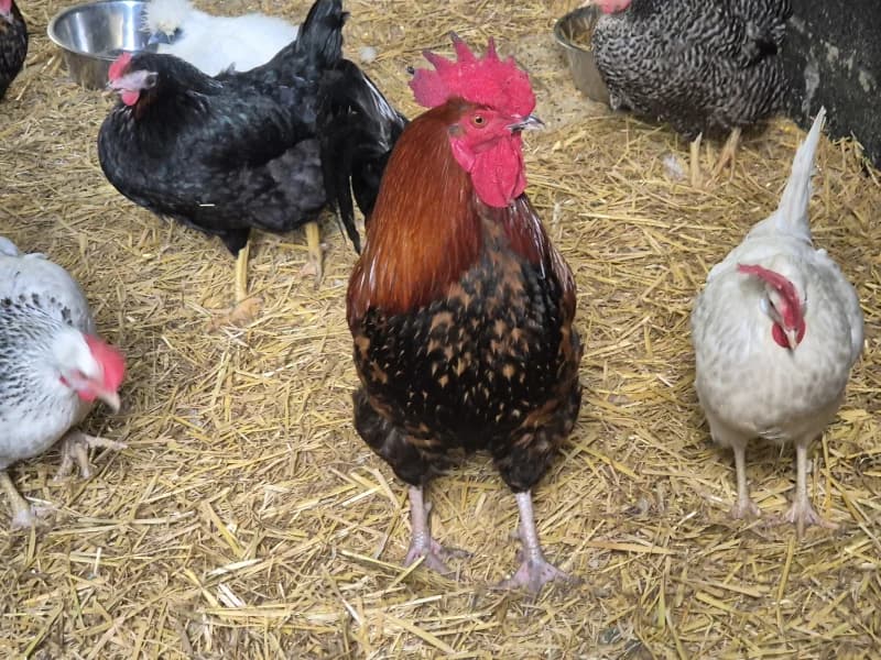 Animal 600.040, male mixed breed for adoption at SRPA Vinalmont
