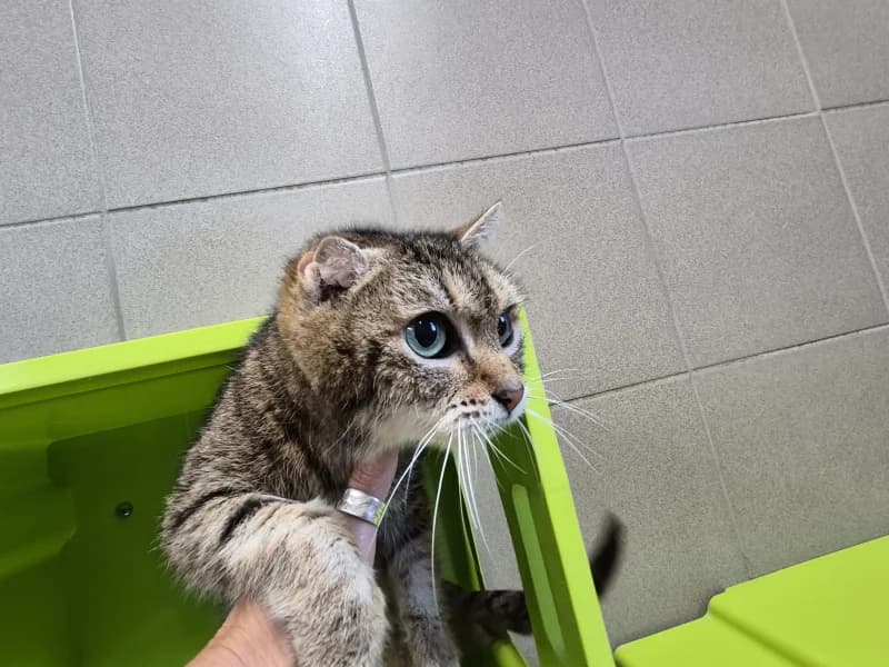 Mousse, female senior European Shorthair for adoption at SRPA Vinalmont