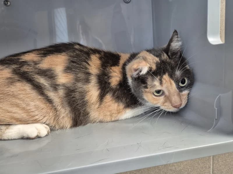 Animal 600.040, female senior European Shorthair for adoption at SRPA Vinalmont