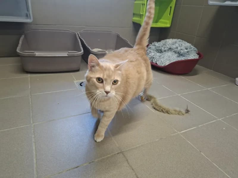 Animal 600.040, male 7yo European Shorthair for adoption at SRPA Vinalmont