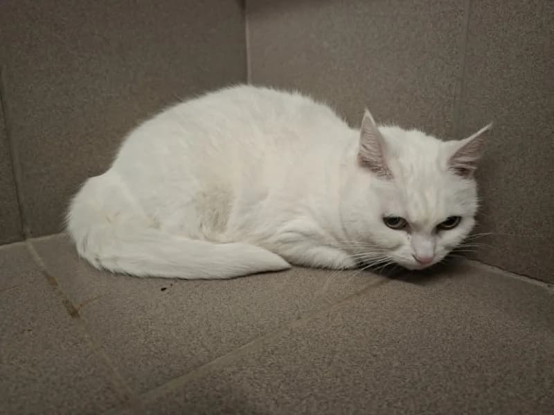 Filou, female senior European Shorthair for adoption at SRPA Vinalmont