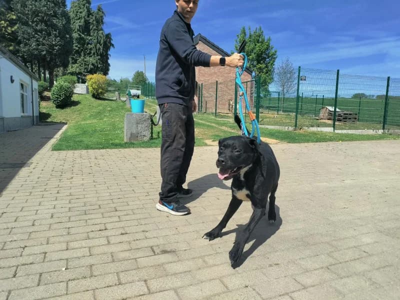 Kenzo, male young Labrador Retriever for adoption at SRPA Vinalmont