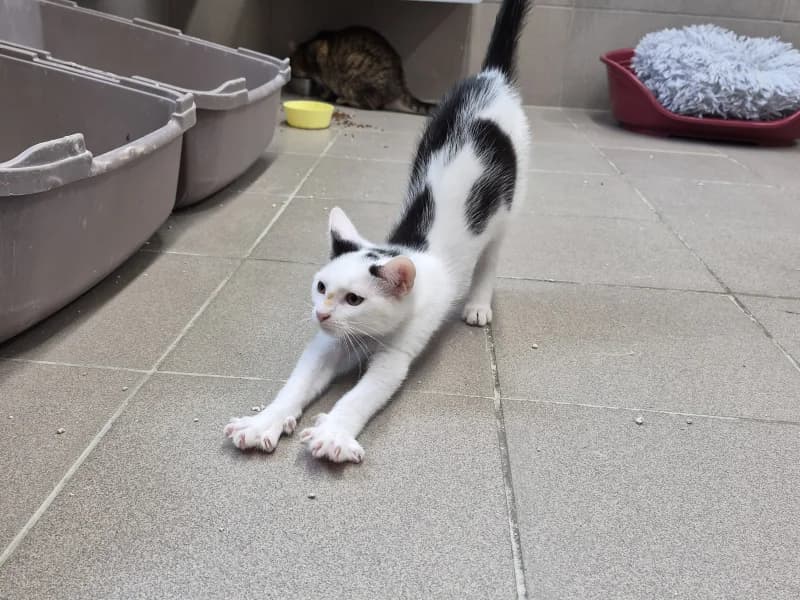 Animal 600.040, male puppy European Shorthair for adoption at SRPA Vinalmont