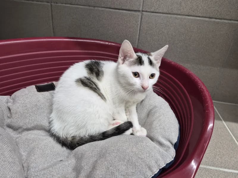 Animal 600.040, male puppy European Shorthair for adoption at SRPA Vinalmont
