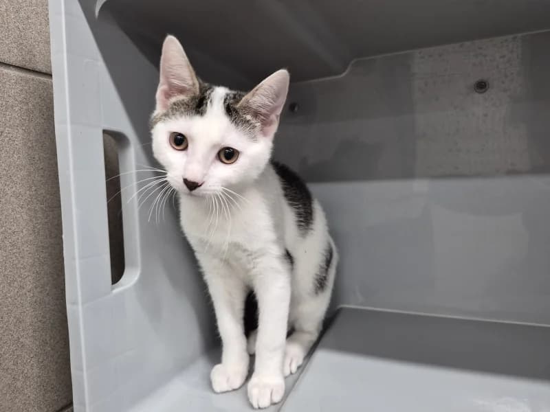 Animal 600.040, male puppy European Shorthair for adoption at SRPA Vinalmont