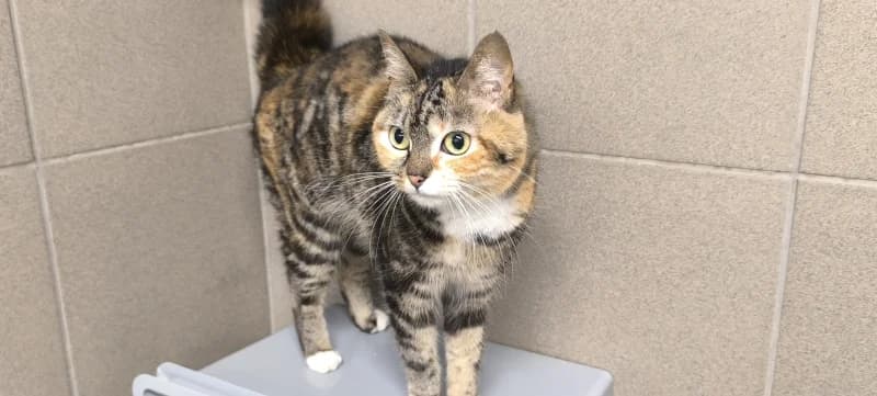Animal 600.040, female 5yo European Shorthair for adoption at SRPA Vinalmont