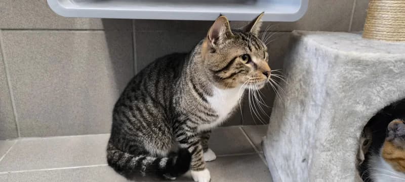 Duman, male young European Shorthair for adoption at SRPA Vinalmont