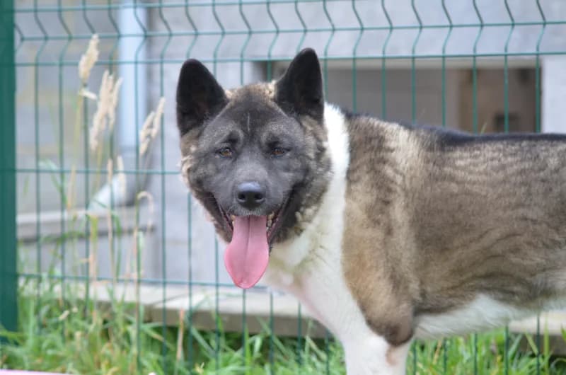 Kira, female 3yo Akita for adoption at SRPA Vinalmont