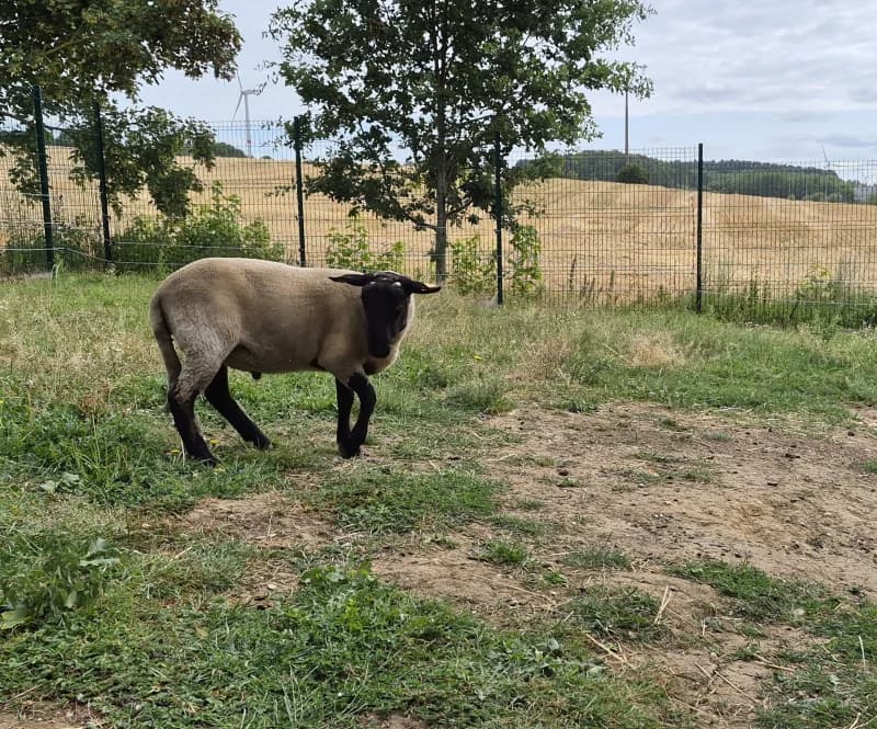 Animal 600.040, male mixed breed for adoption at SRPA Vinalmont