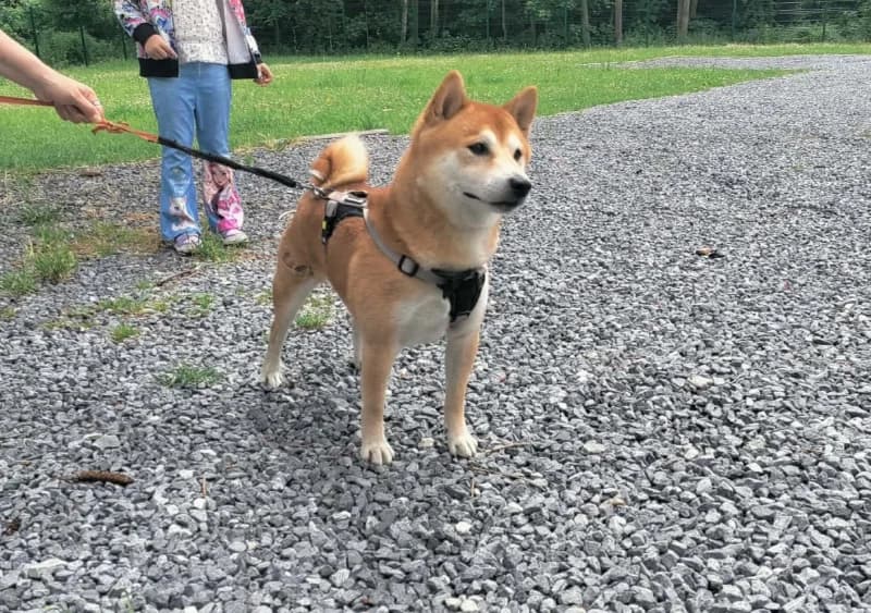 Zarko, male 5yo Shiba Inu for adoption at SRPA Vinalmont