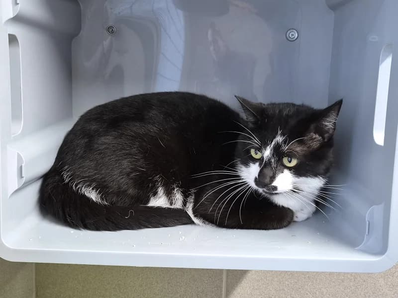 Animal 600.040, male young European Shorthair for adoption at SRPA Vinalmont