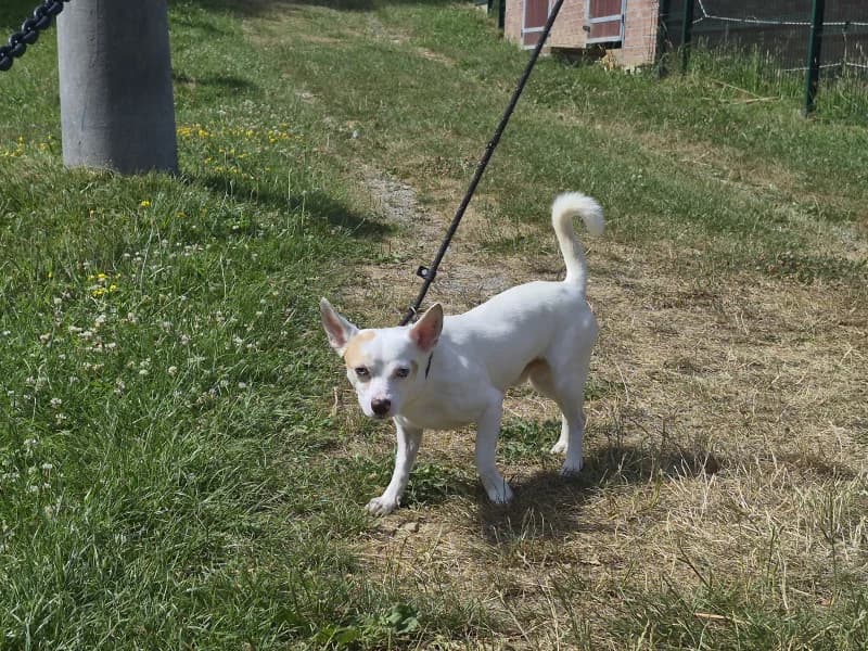 Animal 600.040, male young mixed breed for adoption at SRPA Vinalmont