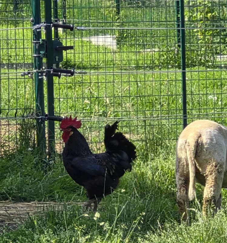 Animal 600.041, male mixed breed for adoption at SRPA Vinalmont