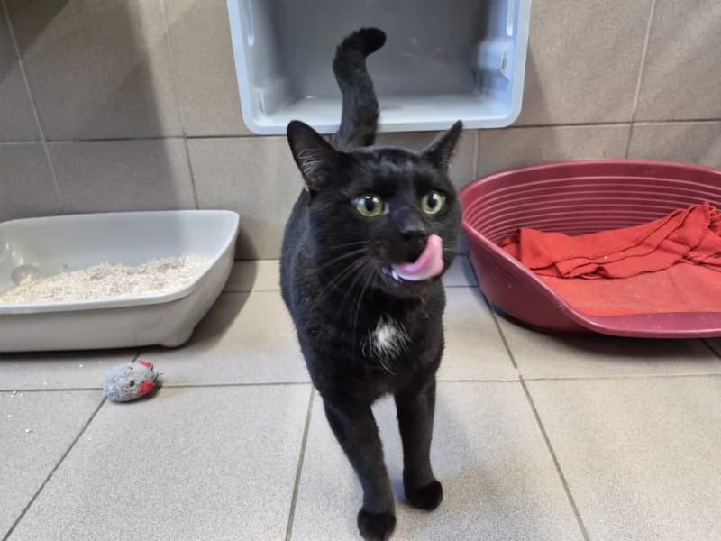 Bébé, male 4yo European Shorthair for adoption at SRPA Vinalmont