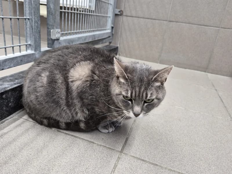 Plume, female 3yo European Shorthair for adoption at SRPA Vinalmont