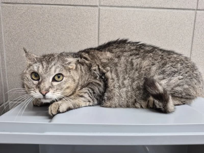Georges, male senior European Shorthair for adoption at SRPA Vinalmont