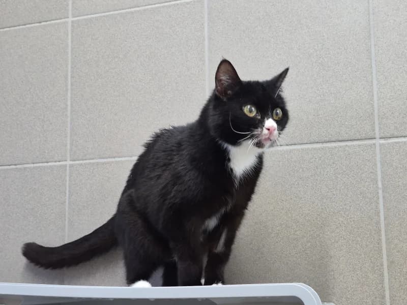Sabrina, female European Shorthair for adoption at SRPA Vinalmont