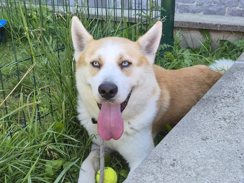 Yuki, male 5yo Husky for adoption at SRPA Vinalmont